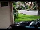 GMaw Chases Cody Around the Honda Car
