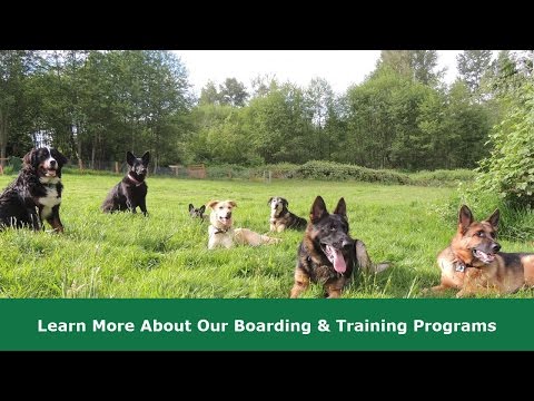 Dog Boarding and Training Programs