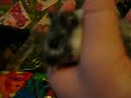 hammy times