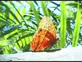 Butterflies Butterflies