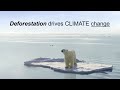 WeForest_SFry_H264_360p.mov