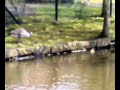 ducks on canal ducks on canal