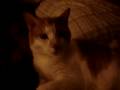 videos de Maxamillian Diesel huggin da block.