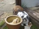 more of smudge and daisy