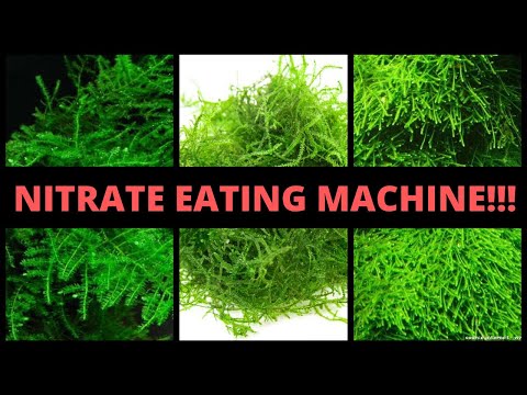 how to grow java moss fast