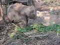 An elephant eating