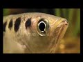 Archer Fish - Our Wild World Archer Fish - Our Wild World