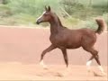 Arabian Stallion Adoniis
