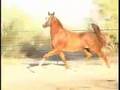 Arabian Stallion Adoniis