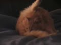 Cat  licking  his  ass