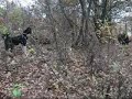 Istocno sibirska lajka-Buran od Stankosi Istocno sibirska lajka-Buran od Stankosi