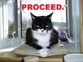  cat fun funny inuyashadarkwolf 2unlimited get ready for this dark wolf