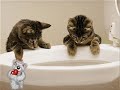 Funny cats Funny cats
