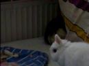 Piepie & Jip Chillen \