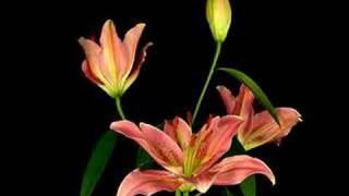 Four lilies