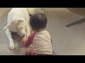 Our Korean Jindo With Our Toddler