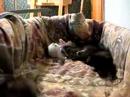 Kittens 2