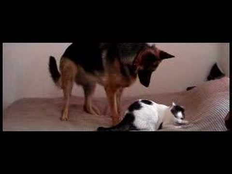 YouTube Трейлер