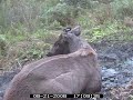 daytime wallow young stag#4
