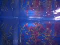 Needle Fish Ace and Jagger