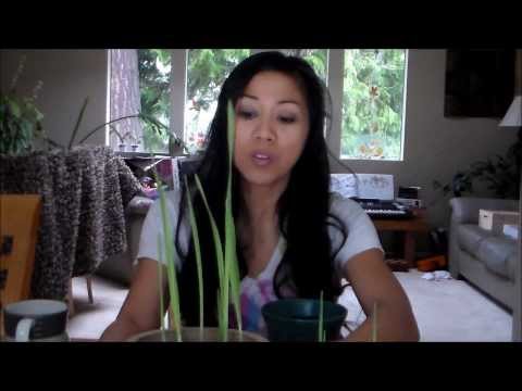 how to grow garlic indoors