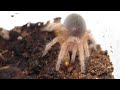 Click here to watch this video Grammostola rosea - Chilean Rose Hair Spiderling Attacking Mealworm