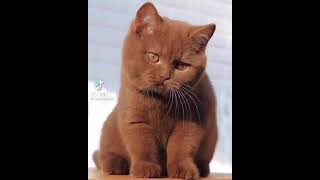 Do you like brown cats?😻❤💖💗💓💕
