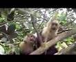 SCREAMING Monkeys in COSTA RICA!!!!!!!!!!!!!!!!!!!!!!!!!!!!!