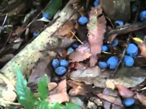 how to harvest plums