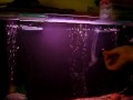 Astronotus Comiendo Parte II
