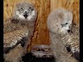 Sustainable Wildlife New Mexico (Part 2)