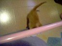 2 peque�os gatitos jugando