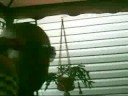 My friend Mendoza on Helium XD.....