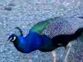 videos de Pfau nervt in La Ripa