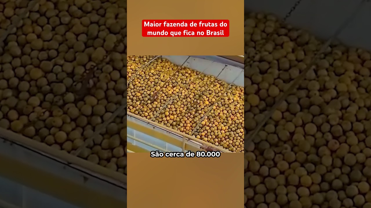 A Maior Fazenda De Fruta Do Mundo No Brasil