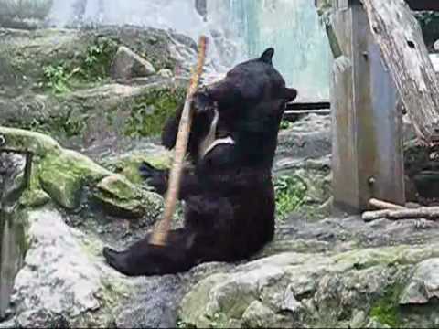 Real Kung Fu Bear