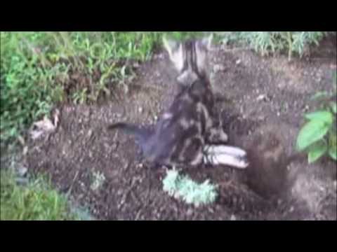 Diary of Abandoned  Disabled Kitten: In the Loving Memory of Forrest Gump