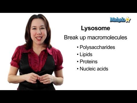 Learn Biology: Cells—Lysosomes
