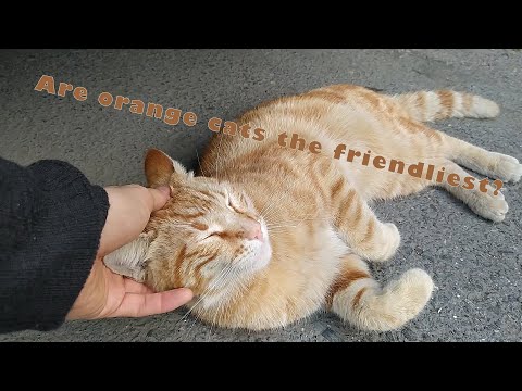 Are orange colored cats the friendliest type?