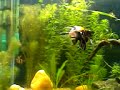 FILMAGEM PANORAMICA DO MEU AQUARIO 