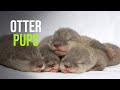Baby Otters Sea World Orlando 2009