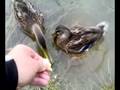 videos de les canards du parc de nanterre ( 92 )