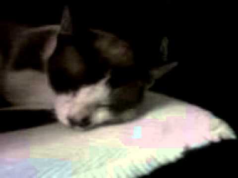 simba.com dorme