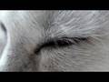 Sanyo HD1010 1920 x 1080 30 fps MP4 file directly uploaded