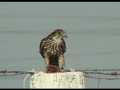 Merlin eating a bird -- Esmerejon devorando un pajaro Merlin eating a bird -- Esmerejon devorando un pajaro