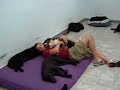 Affectionate Pet Care - Big Dogs during Nap Time