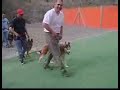 K.E.M. KENNEL CLUB