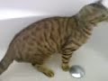 Bengal cats playing in the bath tub (2) Bengal cats playing in the bath tub (2)