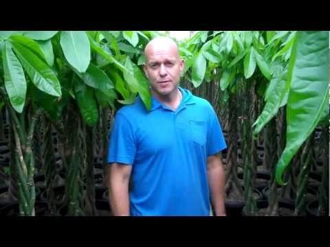 how to transplant pachira aquatica