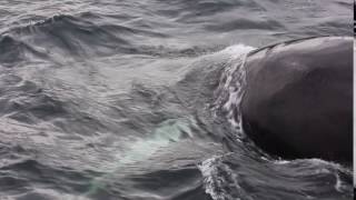 Baleines à bosses 2